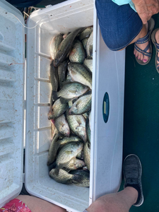 Texas Crappie Fishing Haul 